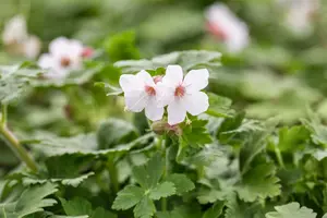 geranium macr. 'spessart' P9 - afbeelding 2