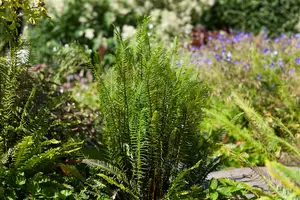 blechnum spicant P9 - afbeelding 1