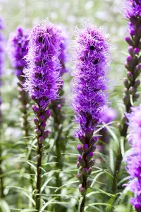 liatris spicata P11 - afbeelding 1