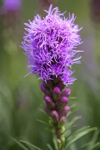 liatris spicata P11 - afbeelding 3