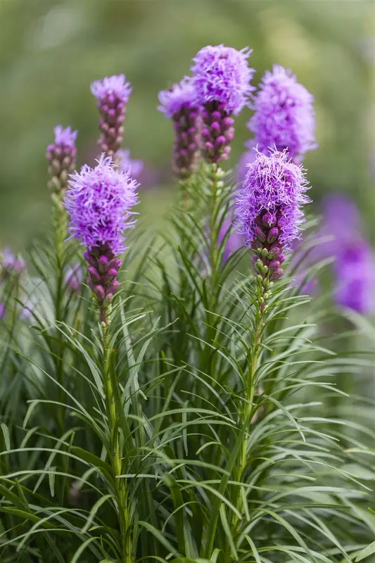 liatris spicata P11 - afbeelding 5