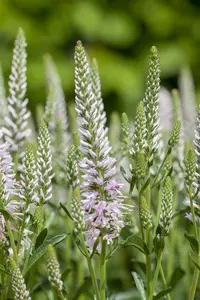 veronica spicata P9 - afbeelding 2