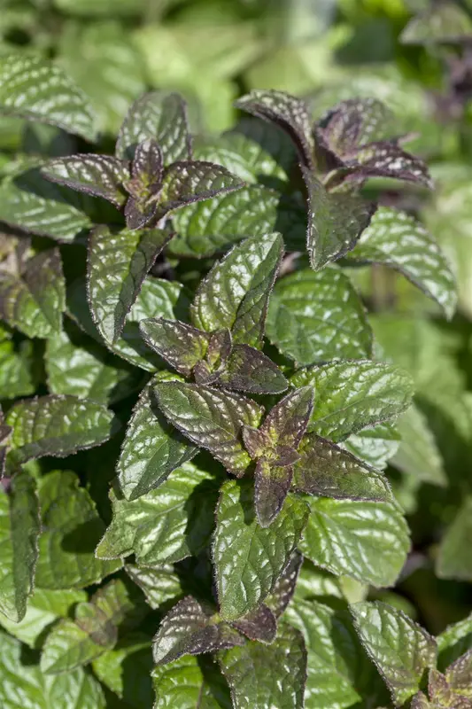 mentha spicata P9 - afbeelding 4