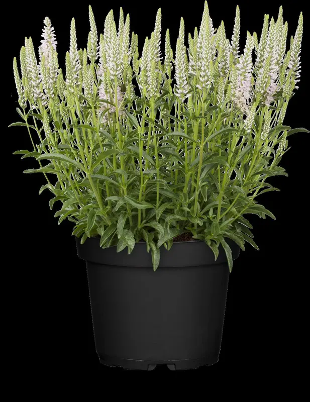 veronica spicata P9 - afbeelding 3