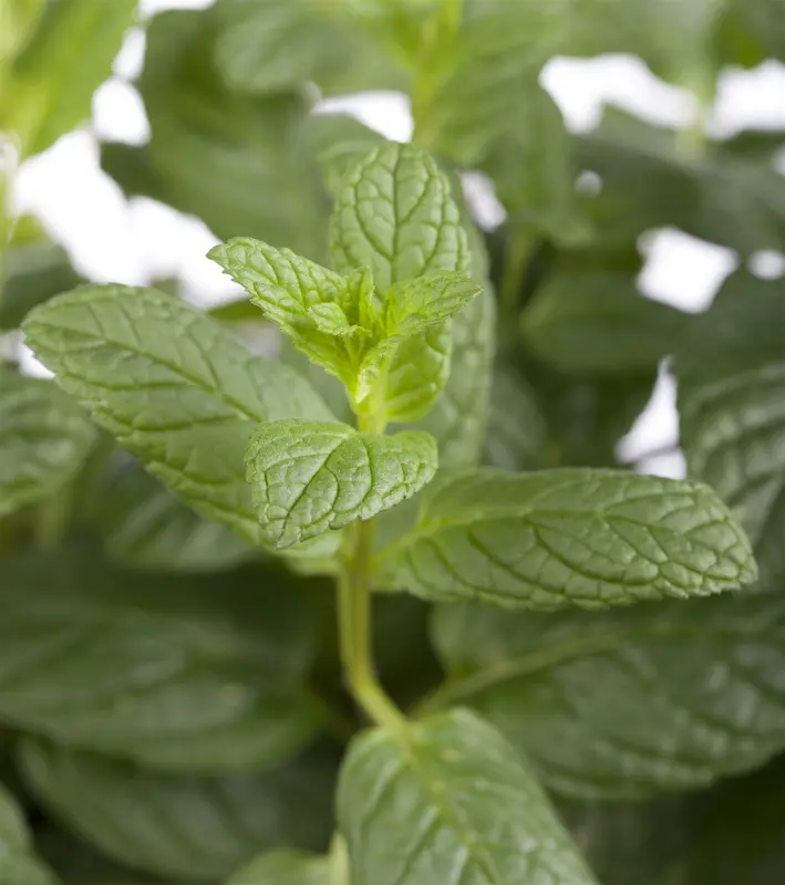 mentha spicata P9 - afbeelding 2