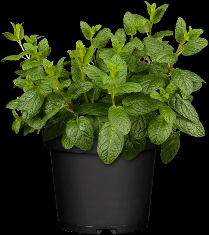 mentha spicata P9 - afbeelding 1