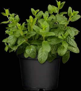 mentha spicata P9 - afbeelding 1