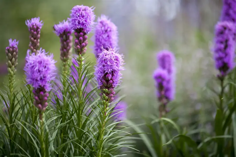 liatris spicata P11 - afbeelding 2