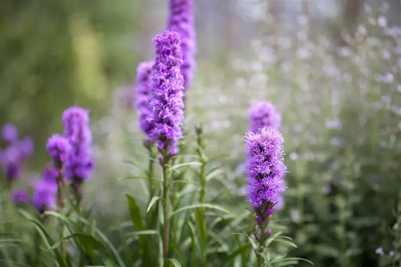 liatris spicata P11 - afbeelding 4