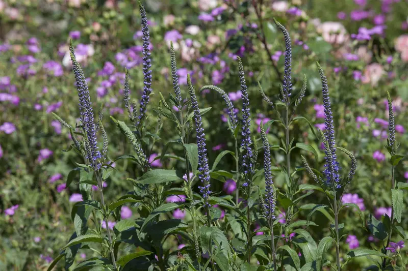 veronica spicata P9 - afbeelding 1