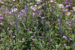 veronica spicata P9 - afbeelding 1