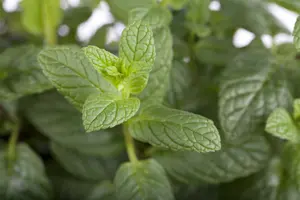 mentha spicata P9 - afbeelding 3