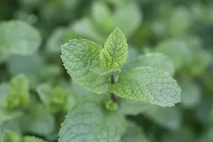 mentha spicata P9 - afbeelding 5