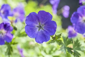 geranium hybr. 'spinners' P9