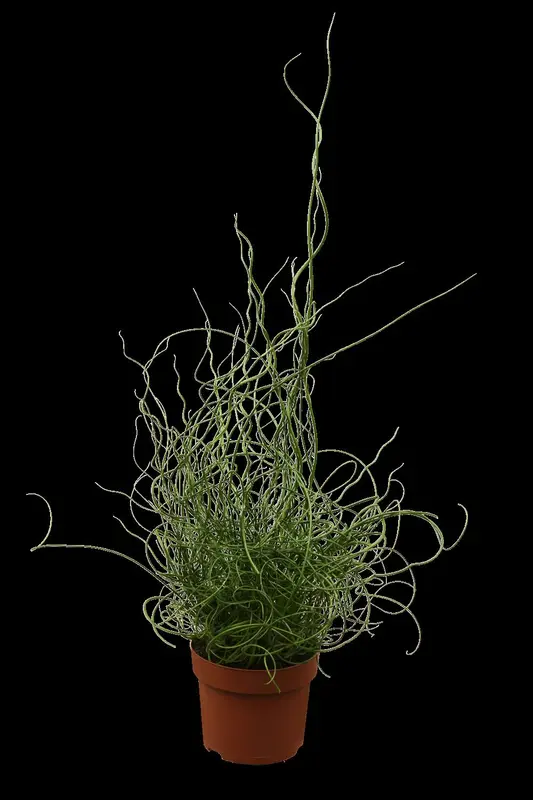 juncus effusus 'spiralis' P9 - afbeelding 1