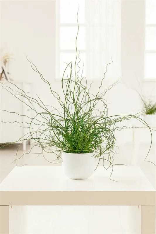 juncus effusus 'spiralis' P9 - afbeelding 5