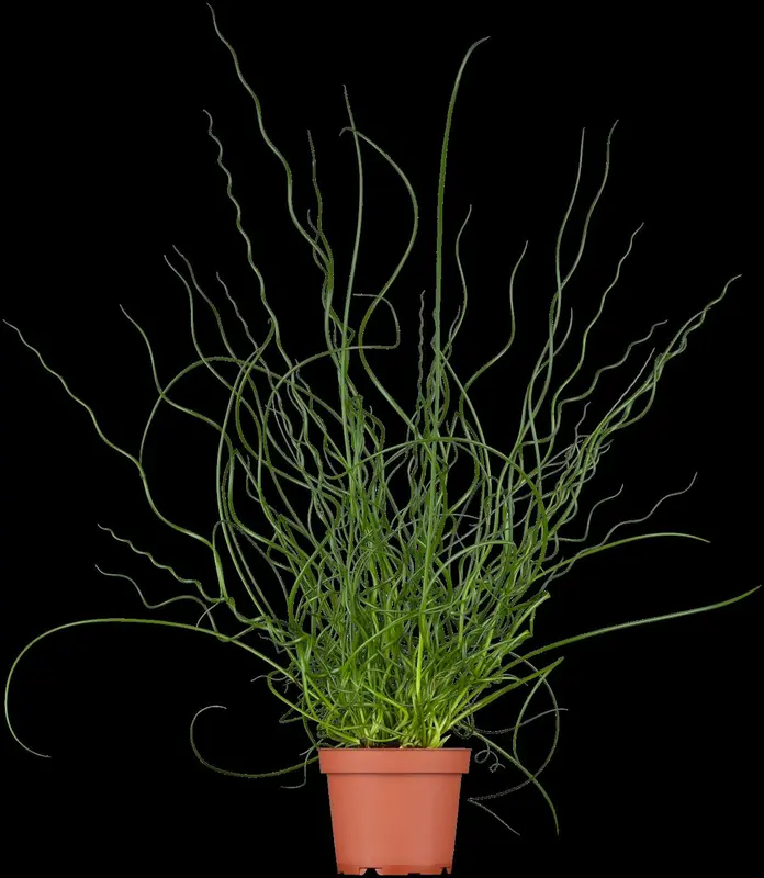 juncus effusus 'spiralis' P9 - afbeelding 2