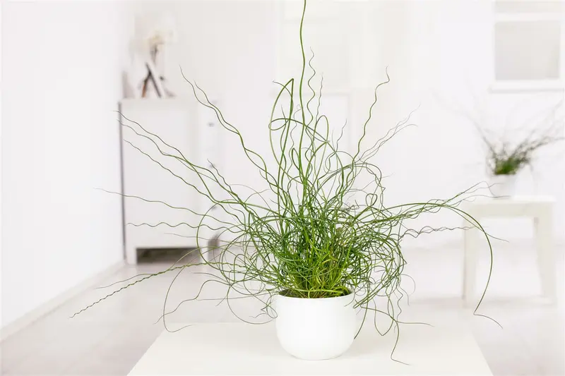 juncus effusus 'spiralis' P9 - afbeelding 4