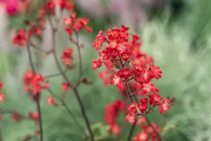 heuchera sang. 'splendens' P11 - afbeelding 2