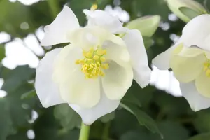 aquilegia caerulea spring magic white  P10.5 - afbeelding 1