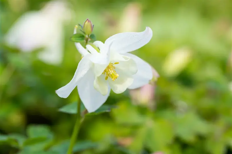 aquilegia caerulea spring magic white  P10.5 - afbeelding 3