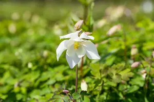 aquilegia caerulea spring magic white  P10.5 - afbeelding 2