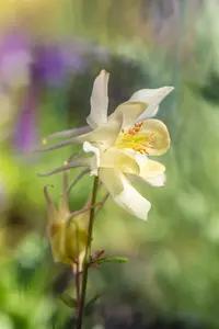 aquilegia caerulea spring magic yellow  P10.5 - afbeelding 4