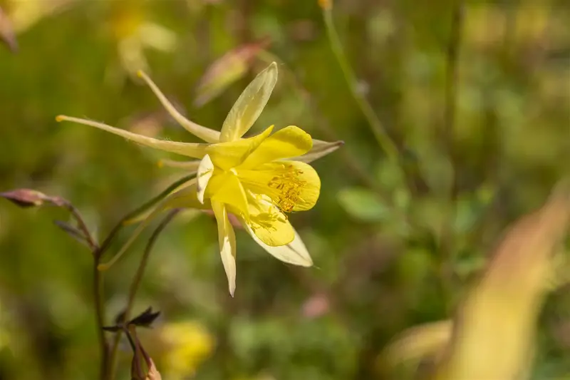 aquilegia caerulea spring magic yellow  P10.5 - afbeelding 1