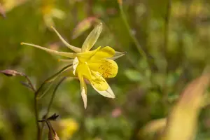 aquilegia caerulea spring magic yellow  P10.5 - afbeelding 1