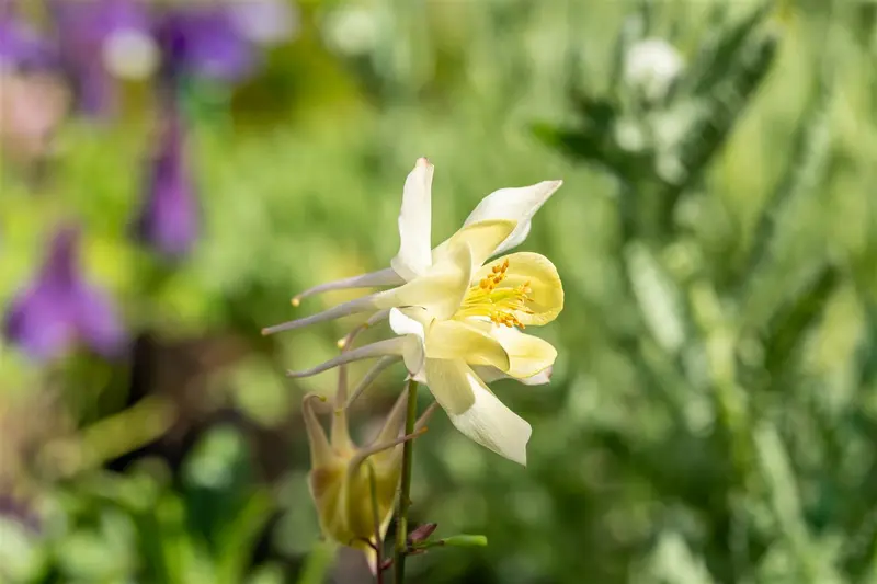 aquilegia caerulea spring magic yellow  P10.5 - afbeelding 3