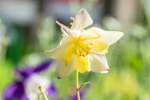 aquilegia caerulea spring magic yellow  P10.5 - afbeelding 2