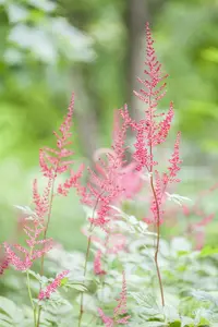 astilbe (s) 'sprite' P9