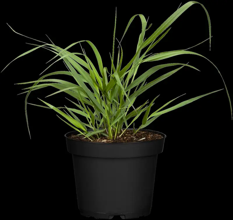 panicum virgatum squaw p11 - afbeelding 4