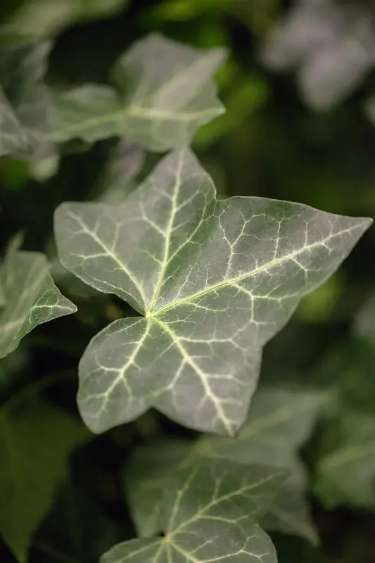 hedera hibernica P9 - afbeelding 4