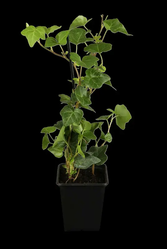 hedera hibernica P9 - afbeelding 1