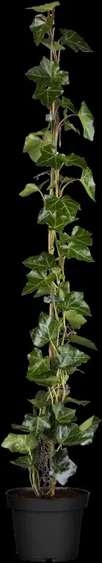 hedera hibernica P9 - afbeelding 5