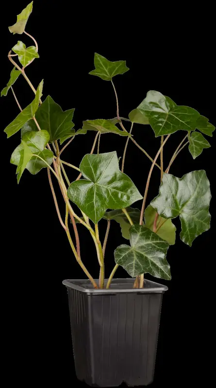 hedera hibernica P9 - afbeelding 3