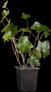 hedera hibernica P9 - afbeelding 8