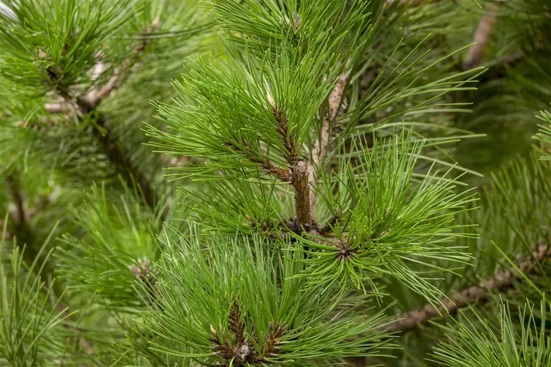 pinus nigra nigra (180-200cm)