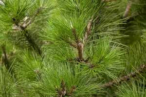 pinus nigra nigra (180-200cm)