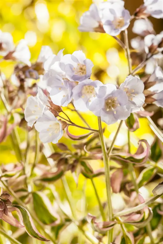 polemonium rept. 'stairway to heaven'® P9 - afbeelding 1