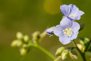 polemonium rept. 'stairway to heaven'® P9 - afbeelding 2