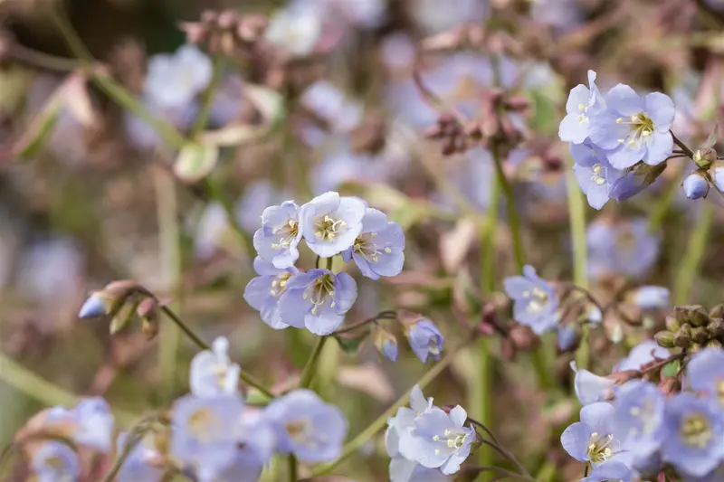 polemonium rept. 'stairway to heaven'® P9 - afbeelding 4