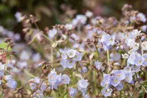 polemonium rept. 'stairway to heaven'® P9 - afbeelding 5