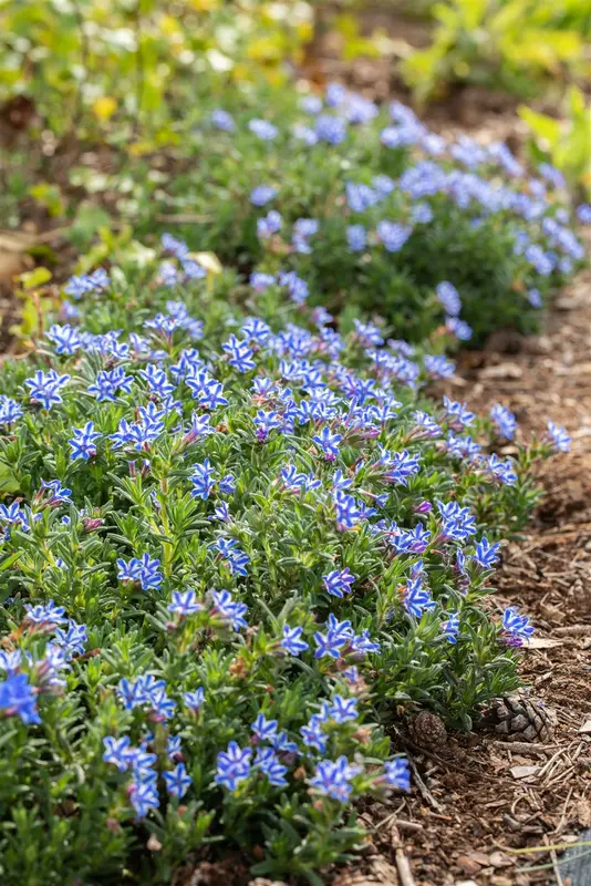 lithodora diffusa star P9 - afbeelding 2