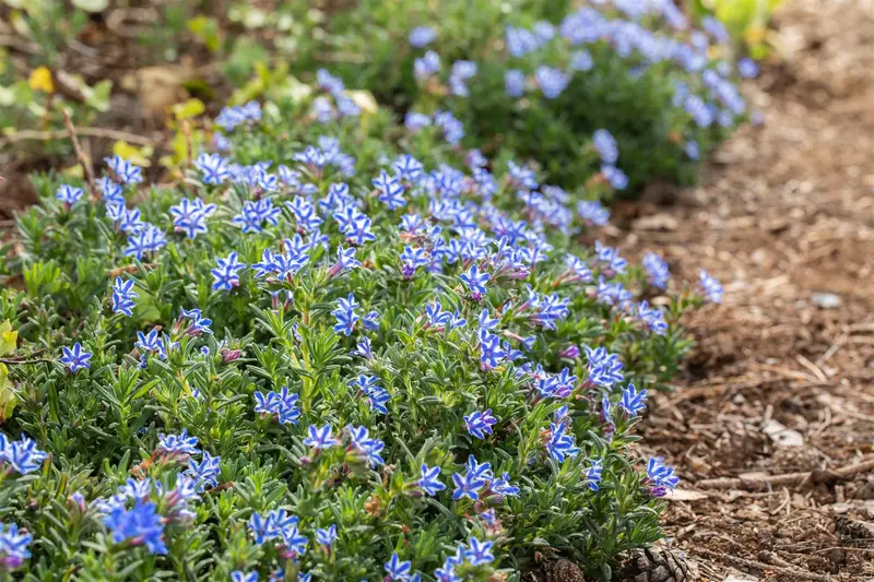 lithodora diffusa star P9 - afbeelding 1