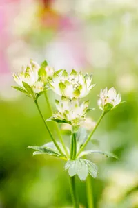 astrantia maj. 'star of billion'® P9 - afbeelding 2