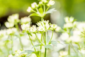 astrantia maj. 'star of billion'® P9 - afbeelding 1