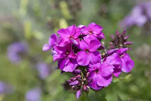 phlox (p) 'starfire' P11 - afbeelding 2