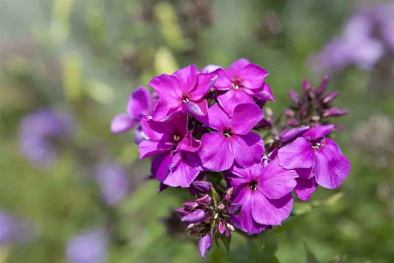 phlox (p) 'starfire' P9 - afbeelding 2